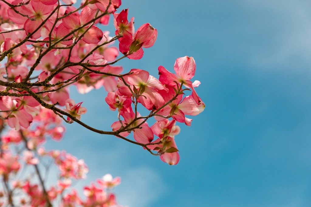 blossom, pink, garden